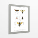 Bees Antiguas I - Blanchard | Cuadro decorativo de Canvas Lab