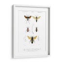 Bees Antiguas I - Blanchard | Cuadro decorativo de Canvas Lab