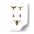Bees Antiguas I - Blanchard | Cuadro decorativo de Canvas Lab