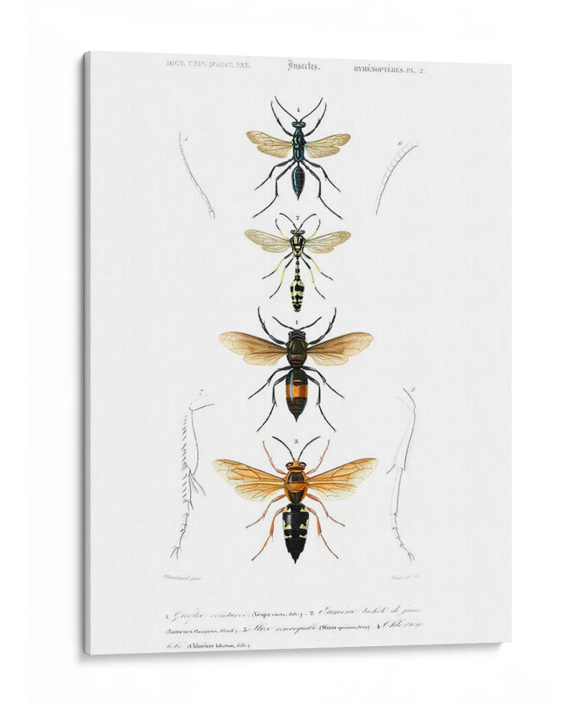 Bees Antiguas Ii - Blanchard | Cuadro decorativo de Canvas Lab