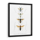 Bees Antiguas Ii - Blanchard | Cuadro decorativo de Canvas Lab