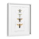 Bees Antiguas Ii - Blanchard | Cuadro decorativo de Canvas Lab