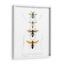 Bees Antiguas Ii - Blanchard | Cuadro decorativo de Canvas Lab