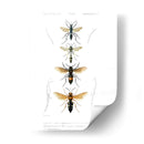 Bees Antiguas Ii - Blanchard | Cuadro decorativo de Canvas Lab