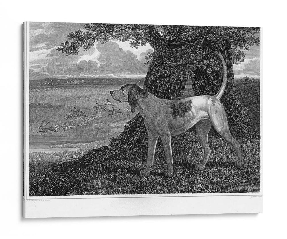 Ciervo - John Scott | Cuadro decorativo de Canvas Lab