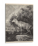 Woodland Deer Ii - Ridinger | Cuadro decorativo de Canvas Lab