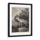 Woodland Deer Ii - Ridinger | Cuadro decorativo de Canvas Lab