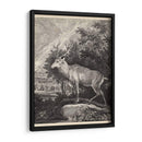 Woodland Deer Ii - Ridinger | Cuadro decorativo de Canvas Lab