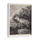 Woodland Deer Ii - Ridinger | Cuadro decorativo de Canvas Lab