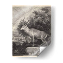 Woodland Deer Ii - Ridinger | Cuadro decorativo de Canvas Lab