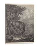 Woodland Ciervo Iv - Ridinger | Cuadro decorativo de Canvas Lab