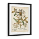 Peonías De Marfil I - Basilius Besler | Cuadro decorativo de Canvas Lab