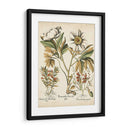 Peonías De Marfil Iv - Basilius Besler | Cuadro decorativo de Canvas Lab