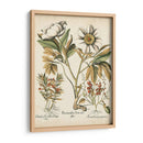 Peonías De Marfil Iv - Basilius Besler | Cuadro decorativo de Canvas Lab