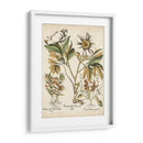 Peonías De Marfil Iv - Basilius Besler | Cuadro decorativo de Canvas Lab