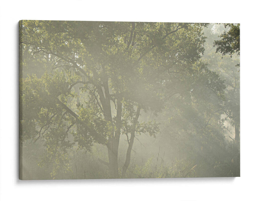 FoggyRiver - Ariadne Contreras | Cuadro decorativo de Canvas Lab