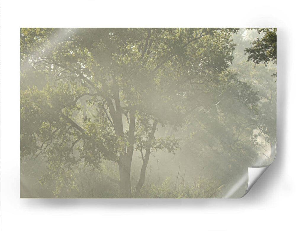 FoggyRiver - Ariadne Contreras | Cuadro decorativo de Canvas Lab