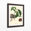Bessa Plums - Bessa | Cuadro decorativo de Canvas Lab