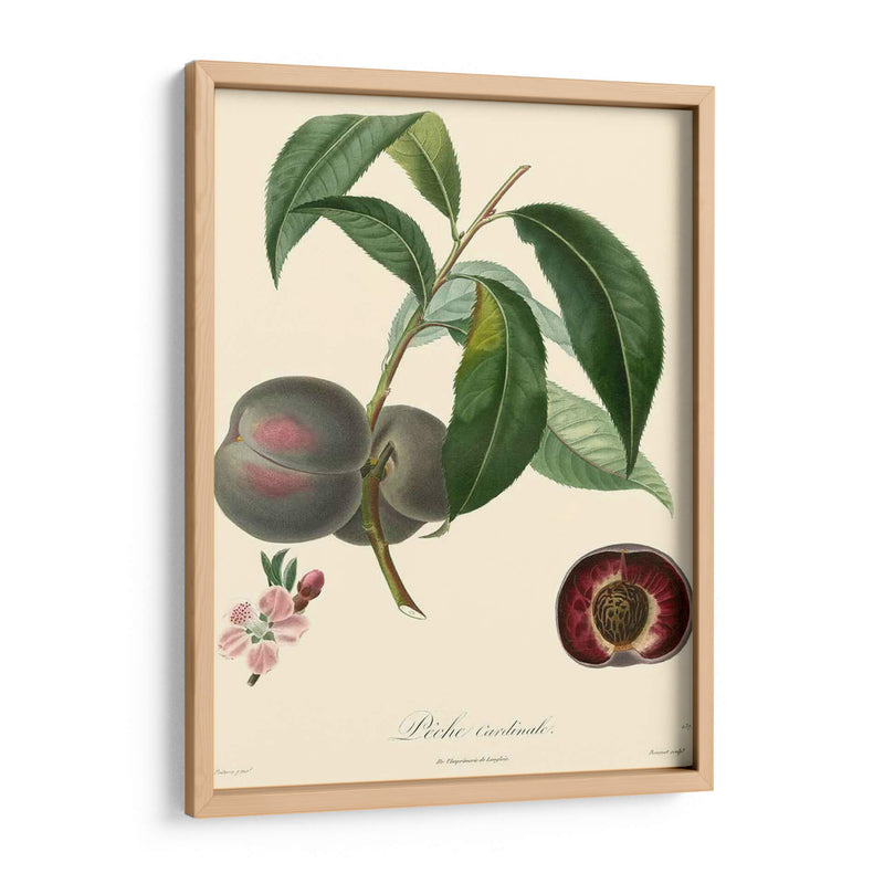 Bessa Plums - Bessa | Cuadro decorativo de Canvas Lab