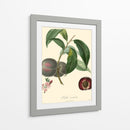 Bessa Plums - Bessa | Cuadro decorativo de Canvas Lab