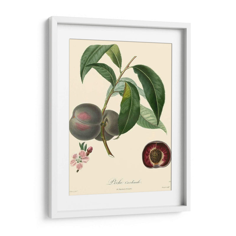 Bessa Plums - Bessa | Cuadro decorativo de Canvas Lab