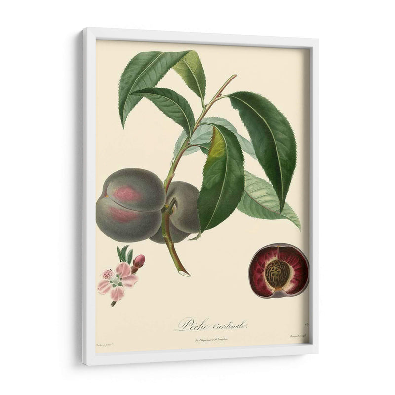 Bessa Plums - Bessa | Cuadro decorativo de Canvas Lab