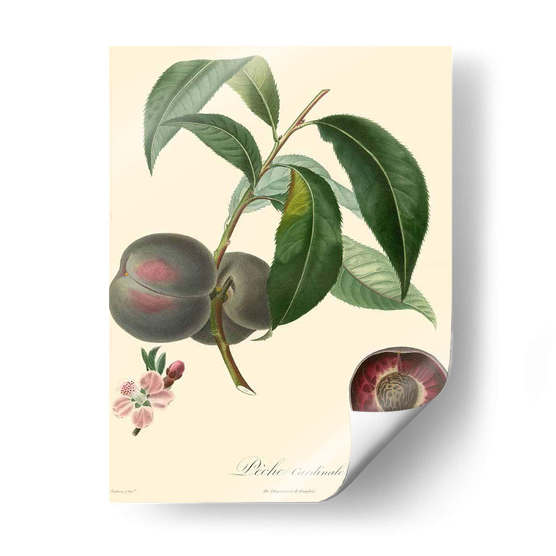 Bessa Plums - Bessa | Cuadro decorativo de Canvas Lab