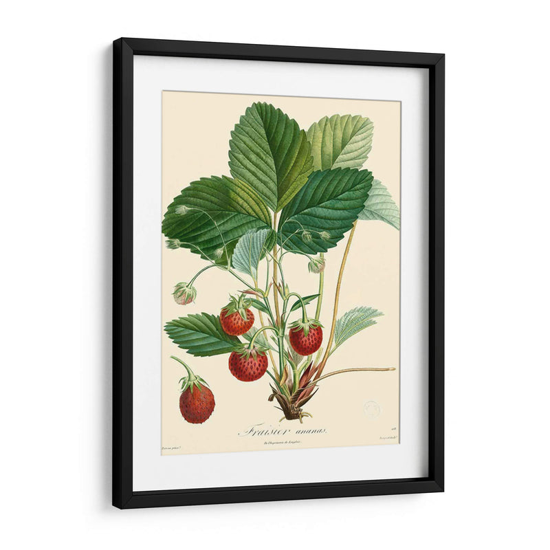 Fresas Bessa - Bessa | Cuadro decorativo de Canvas Lab