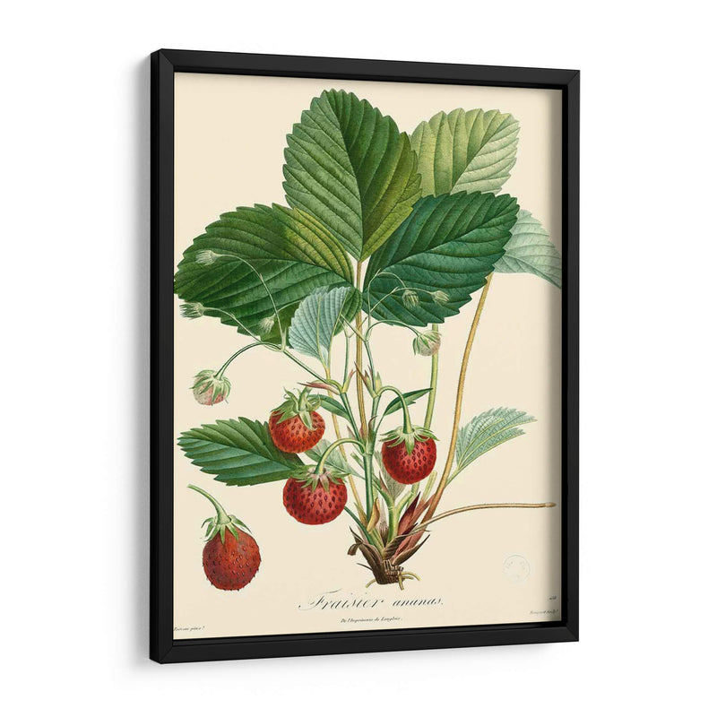 Fresas Bessa - Bessa | Cuadro decorativo de Canvas Lab