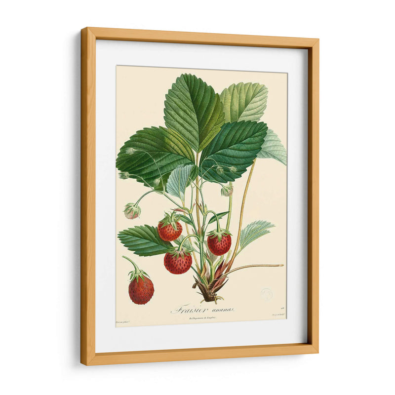 Fresas Bessa - Bessa | Cuadro decorativo de Canvas Lab