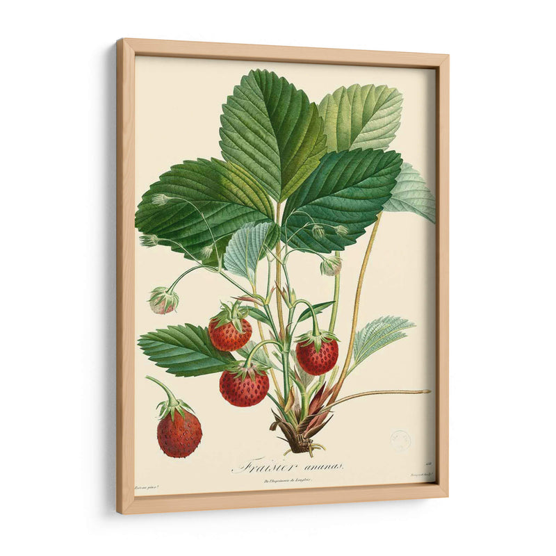 Fresas Bessa - Bessa | Cuadro decorativo de Canvas Lab