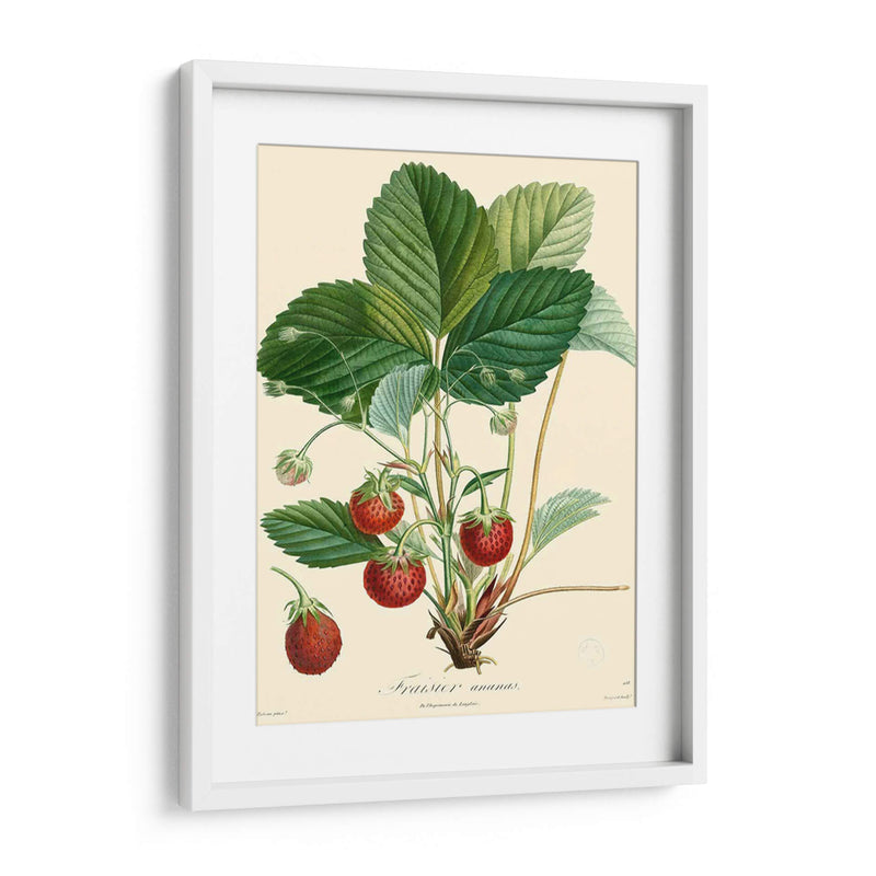 Fresas Bessa - Bessa | Cuadro decorativo de Canvas Lab