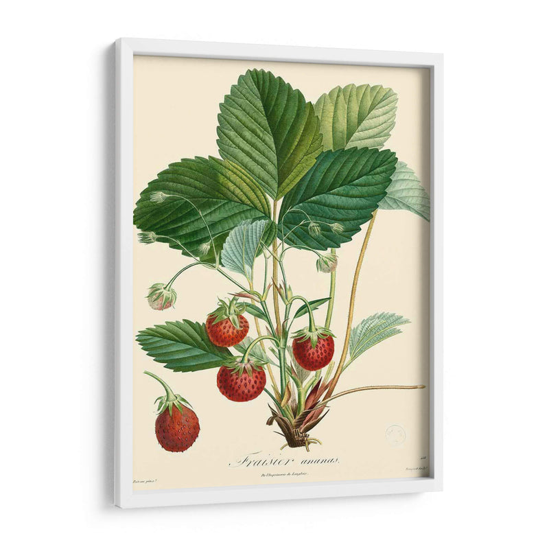 Fresas Bessa - Bessa | Cuadro decorativo de Canvas Lab