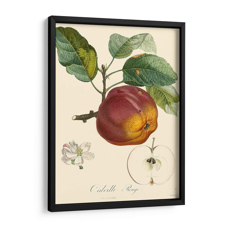 Bessa Manzanas - Bessa | Cuadro decorativo de Canvas Lab