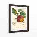 Bessa Manzanas - Bessa | Cuadro decorativo de Canvas Lab