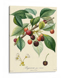 Cerezas Bessa - Bessa | Cuadro decorativo de Canvas Lab