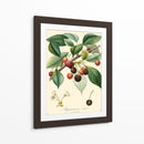 Cerezas Bessa - Bessa | Cuadro decorativo de Canvas Lab
