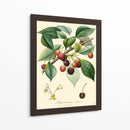 Cerezas Bessa - Bessa | Cuadro decorativo de Canvas Lab