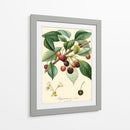 Cerezas Bessa - Bessa | Cuadro decorativo de Canvas Lab