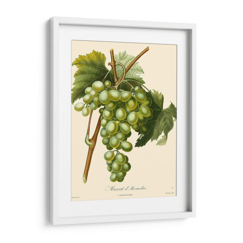 Uvas Bessa I - Bessa | Cuadro decorativo de Canvas Lab