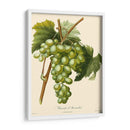 Uvas Bessa I - Bessa | Cuadro decorativo de Canvas Lab