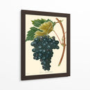 Bessa Uves Ii - Bessa | Cuadro decorativo de Canvas Lab
