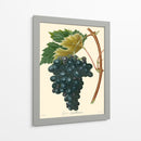 Bessa Uves Ii - Bessa | Cuadro decorativo de Canvas Lab