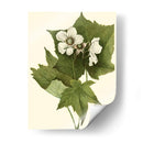 Follaje Delicado I | Cuadro decorativo de Canvas Lab