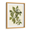 Follaje Delicado Ii | Cuadro decorativo de Canvas Lab