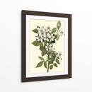 Follaje Delicado Iii | Cuadro decorativo de Canvas Lab