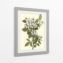 Follaje Delicado Iii | Cuadro decorativo de Canvas Lab
