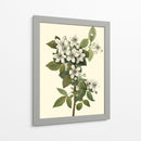 Follaje Delicado Iii | Cuadro decorativo de Canvas Lab