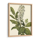 Follaje Delicado Iv | Cuadro decorativo de Canvas Lab