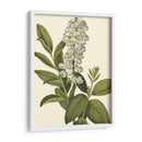 Follaje Delicado Iv | Cuadro decorativo de Canvas Lab